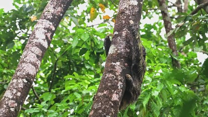 Wall Mural - Rainforest Wildlife, Sloth in Costa Rica, Climbing a Tree, Brown Throated Three Toed Sloth (bradypus variegatus) Moving Slowly in Tortuguero National Park, Animals in the Wild, Central America