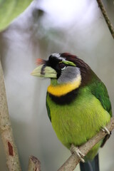 Sticker - Fire-tufted barbet