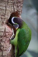 Sticker - Fire-tufted barbet