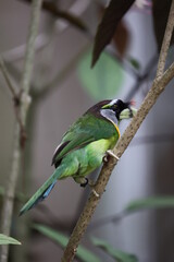 Sticker - Fire-tufted barbet