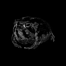 Desert Rain Frog Hand Drawing Vector Illustration Isolated On Black Background