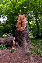Broken Tree Stump In The Woods