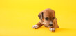 Leinwandbild Motiv Cute puppy on yellow background with space for text