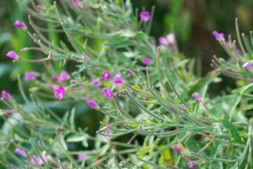 Wall Mural - Epilobium hirsutum, great willowherb flowers closeup selctive focus