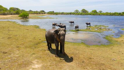 Wall Mural - The Wild Elephant attacks the drone.. Kumana National Park. Sri Lanka.