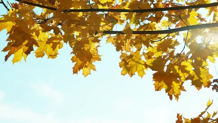 super slow motion of falling autumn maple leaves against blue sky. filmed on high speed cinema camer