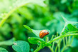 Leinwandbild Motiv Red large fat larva of the Colorado potato beetle close-up on a green potato leaf, blurred background