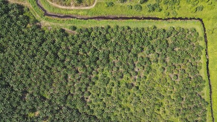 Wall Mural - The Palm Oil Estates at Sarawak, the Borneo Island, Malaysia