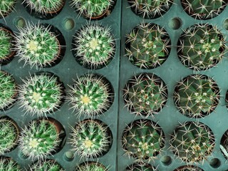 two type of cactus at nursery area