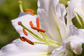 Wall Mural - White lily flower in the garden in the summer