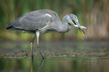 Aufkleber - A close up of a grey heron, Ardea cinerea, as it stands in the water fishing. It has caught a fish which is in its beak
