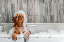 A Cute Little Griffon Dog Takes A Bubble Bath With His Paws Up On The Edge Of The Tub