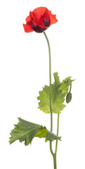 Wall Mural - poppy flower isolated