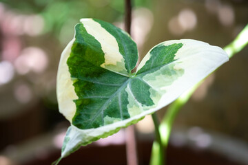 Wall Mural - colocasia esculenta, bon tree with green and leaves with white polka on natural light blur backgroun