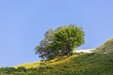 Lonely green tree near a tourist trail on the slope of alpine spring meadows against a clear blue sky