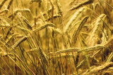 Fototapeta  - golden wheat field