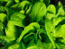 Garden Lettuce Plants. Close-up