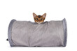 Cute ruddy Somali cat kitten, sitting in toy tunnel. Looking towards camera. Isolated on a white background.