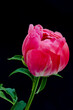 Vibrant red pink peony blossom with green leaves, stem macro on black background in vintage painting style
