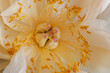 orange white yellow peony blossom heart macro with delicate filigree texture