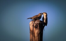 Two Sparrows Making Love To Each Other In A Beautiful Day. Blue Background