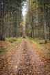 wóz jadący leśną drogą pokrytą jesiennymi liśćmi 