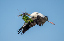 Closeup Shot Of A Florida Wood Stork (Mycteria Americana) Flying Towards The Nest Area With A Bench