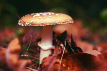 Amanita Mushroom In The Autumn Forest Among Fallen Leaves