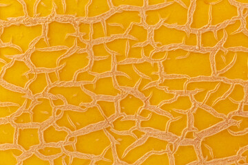 Wall Mural - close up of orange peel of melon