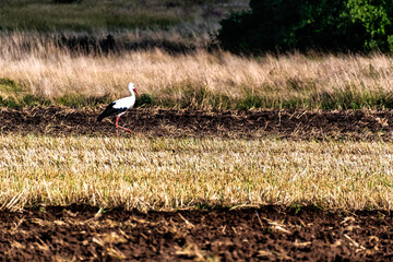 Adult white stork (Ciconia ciconia) looking for a diner - Choczewo, Pomerania, Poland