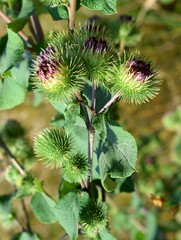 Wall Mural - Arctium is a genus of biennial plants commonly known as burdock