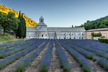 Lavender Field In Region France, In Front Of Abbaye De Sénanque