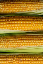 Yellow Corn With The Kernels, Cobs. Not Ideal,  Shriveled Organic Vegetables. Background. Vertical Stripes.