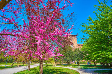 Wall Mural - Alley with bloomint trees at Visconti Castle in Pavia, Italy