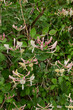Lonicera caprifolium shrub in bloom