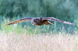  A beautiful, huge European Eagle Owl (Bubo bubo) in flight before attack. Action wildlife scene from nature in the Netherlands. Green background.                                                      