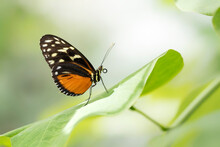  Beautiful Tiger Longwing (Heliconius Hecale) On A Leaf In The Amazon Rainforest In South America. Presious Tropical Butterfly . Blurry Green Background.                              