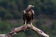 Golden eagle perched on a branch