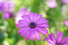 Close-up Shot Of A Purple African Daisy In A Blur