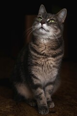 Poster - Vertical shot of a striped furry cat sitting on the floor and looking up mysteriously