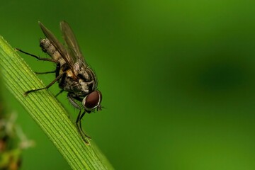 Closeup shot of a Root-Maggot Fly or Hylemya sp on the leaf