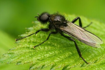 Poster - Closeup shot of a St Mark's Fly or Bibio Marci on the leaf