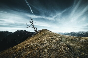 Leafless broken tree in the mountain against a cloudy sky