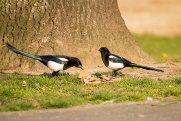 Canvas Print - Couple of magpies looking for food on grass