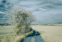 Infrared Shot Of A Narrow Path And A Lonely Tree In The Yellow Meadow