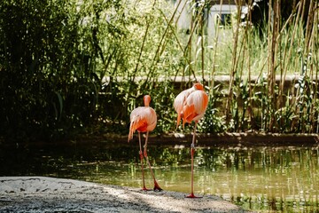 Sticker - Flamingo standing on the pond