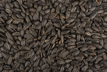 Full Frame Of Black Unshelled Sunflower Seeds, Top View.