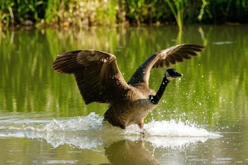 Sticker - Closeup shot of a Canada goose with open wings going down to the lake