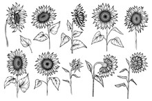 Set Of Sunflowers