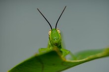 Closeup Of A Grasshopper Sitting On A Green Plant Leaf